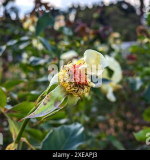 Blassende gelbe Rose in natürlichem Wachstum. Gartenrose mit herabfallenden Lespetkas. Rose mit einem Blütenblatt. Rose mit gefallenen Blüten. Stockfoto