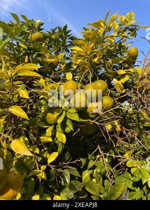 Früchte von Mandarinenfrüchten auf Mandarinenbaum in grünen Blättern. Naturalistische Fotos des Mandarinenwuchses am Baum Stockfoto