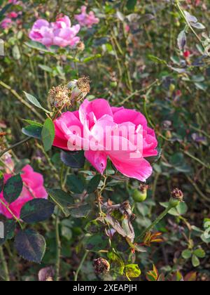 Rosa Rosenblume im Garten. Blassende Schönheit der Rose auf dem Busch in Pasrk Stockfoto