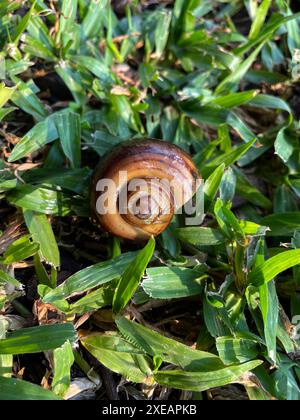 Schneckenschale auf dem Boden. Malusk-Spirale auf grünem Gras, vertikales Foto Stockfoto