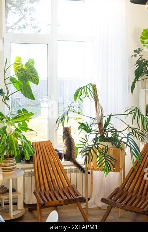 Tropische Zimmerpflanzen im Innenraum weißes Loft im Landhaus, Holzmöbel, Brennholz für Kamin im Sonnenlicht. H Stockfoto