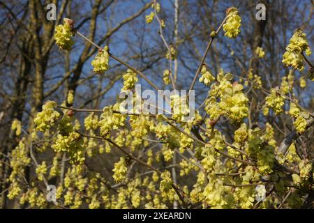 Corylopsis glabrescens, duftende Winterhasel Stockfoto