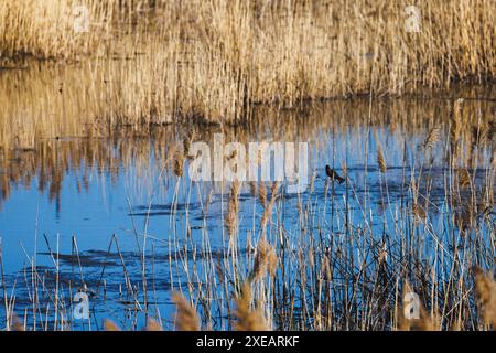 Rot geflügelter schwarzer Vogel, der in Schilf über blauem Wasser hindert Stockfoto