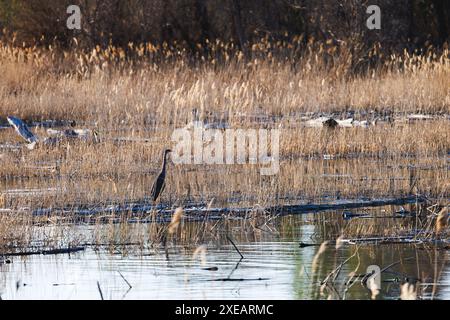 egret steht zwischen See und Schilf Stockfoto