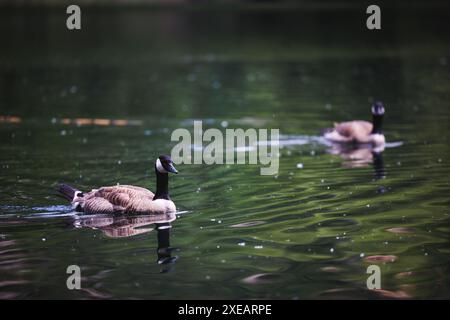 Zwei kanadische Gänse schwimmen sanft auf einem ruhigen See. Das ruhige Wasser und die natürliche Umgebung schaffen eine beruhigende Atmosphäre. Stockfoto