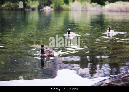 Eine Gruppe kanadischer Gänse, die anmutig in einem ruhigen See schwimmen, umgeben von üppigem Grün, das die friedliche und natürliche Umgebung im Freien widerspiegelt. Stockfoto