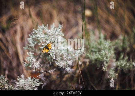 Eine Nahaufnahme eines gemalten Schmetterlings der Dame, der auf dem Sagebroch liegt und die natürliche Schönheit und Tierwelt in seinem Lebensraum zeigt. Stockfoto