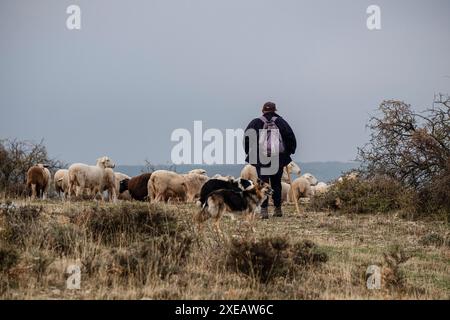 Shepperd und Schäferhund führen eine Schafherde an Stockfoto