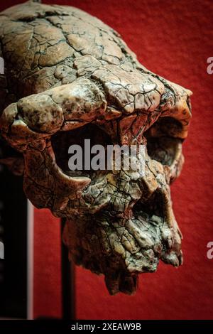 Sahelanthropus tchadensis, Toumai, Schädelnachbildung, Museo Comarcal de Molina de Aragón, Guadalajara, Spanien Stockfoto