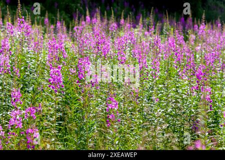 Rosebay Willowhere auf einer Wiese Stockfoto