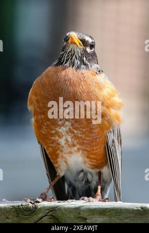 London, Kanada. Mai 2024. American Robin sitzt auf einem Holzzaun. Quelle: Luke Durda/Alamy Stockfoto