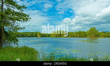 Der Blick über den größeren der drei Seen im Naturschutzgebiet Cattana Wetlands an einem wunderschönen, wenn auch bewölkten Wintermorgen Stockfoto