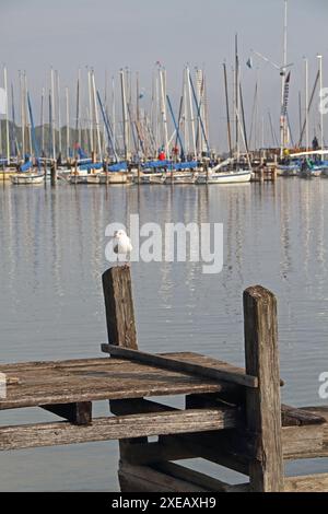 Ein Holzsteg am Ammersee in Bayern mit Segelbooten und einer Möwe Stockfoto