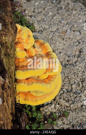 Die gemeinsame Schwefelportierung Stockfoto