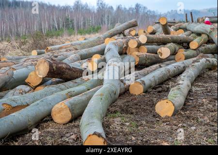 Ein Holzhaufen geschnittenes Holz im Wald. Ein großer Haufen abgehackter Buchen. Entwaldung. Stockfoto
