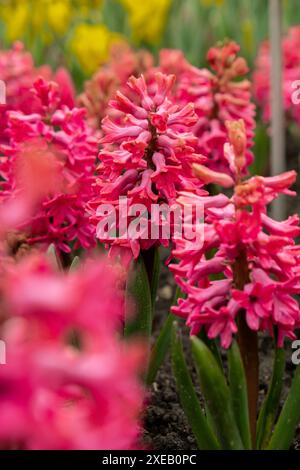 Erstes Frühlingsblumen großes Blumenbeet mit mehrfarbigen Hyazinthen, traditioneller osterhintergrund in der Spargelfamilie. Begrüßung Stockfoto