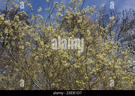 Salix cinerea, graue Weide Stockfoto