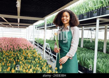 Weibliche Hände eines afrikanischen Mädchens in grüner Schürze mit Tulpe vor dem Hintergrund des Gewächshauses Stockfoto