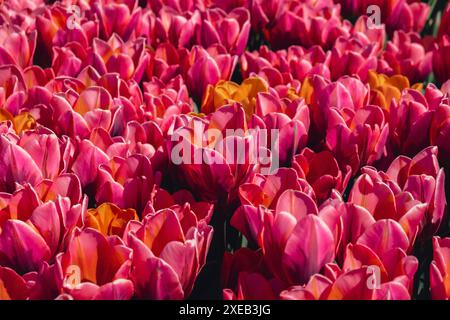 Rosa Tulpenblüten in der Gartenlandschaft. Schöner Frühlingsgarten mit vielen roten Tulpen im Freien. Blühende Flora Stockfoto
