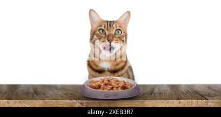 Eine Hauskatze isst Katzennassfutter. Stockfoto