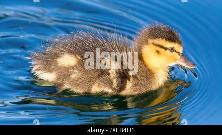 Stockenten-Entlein schwimmt in einem Teich. Las Palmas Park, Santa Clara County, Kalifornien. Stockfoto