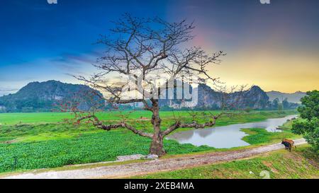 Bombax ceiba Blume Baum blüht auf Sonnenuntergang Himmel Hintergrund Stockfoto
