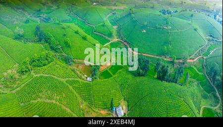 Teeplantage mit Morgennebel am Long Coc Berg, Provinz Phu Tho, grüne Teefarm in Vietnam. Stockfoto