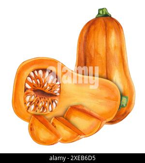Kürbis-Butternusskürbis in Wasserfarben. Aquarell-Gemüse-Butternusskürbis für Menügestaltung, Restaurants, Karten, Einladungen, Drucken, usw. Kürbis ist Stockfoto