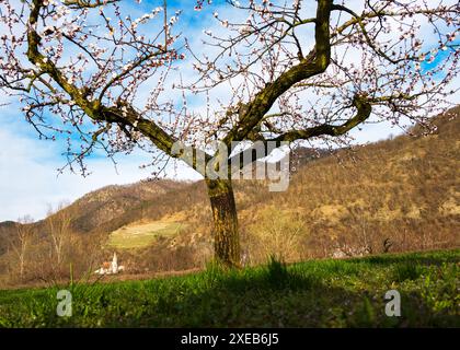 Kirche St. John Mauerthale mit Aprikosenblüte, Wachau, Österreich Stockfoto
