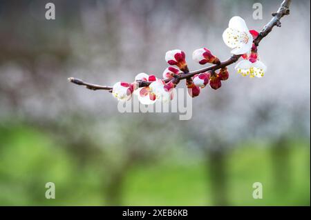 Aprikosenblüte, Wachau, Österreich Stockfoto