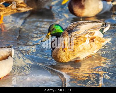 Entenherde, die auf dem eisgefrorenen Teich des Stadtparks spielen und schwimmen. Vögel in Wintermöwen, Enten schwimmen in einem teilweise gefrorenen See Stockfoto