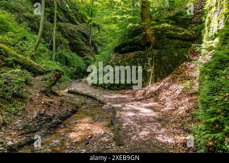 Wanderweg durch die Drachenschlucht in Eisenach Thüringen Stockfoto