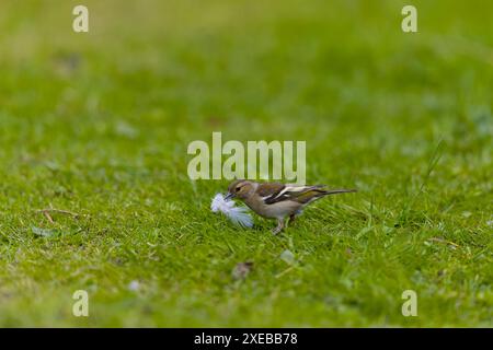 Fringilla coelebs, erwachsenes Weibchen, das auf dem Rasen steht und die Feder im Schnabel trägt, Suffolk, England, Juni Stockfoto