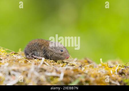 Klethrionomys glareolus, Junge stehend auf dem Boden, Suffolk, England, Juni Stockfoto