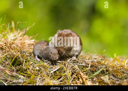 Bank Wühlmäuse Clethrionomys glareolus, Erwachsene weiblich und jung, Suffolk, England, Juni Stockfoto