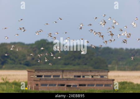 Schwarzschwanzgottwit Limosa limosa, Herde fliegt über Scrape mit South Hide im Hintergrund, RSPB Minsmere Reserve, Suffolk, England, Juni Stockfoto