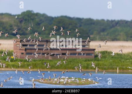 Schwarzschwanzgottwit Limosa limosa, Herde fliegt über Scrape mit South Hide im Hintergrund, RSPB Minsmere Reserve, Suffolk, England, Juni Stockfoto