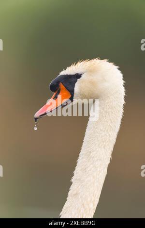 Stummgeschwan Cygnus olor, Erwachsenenporträt, Suffolk, England, Juni Stockfoto
