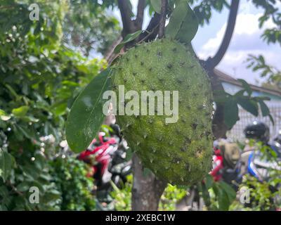 Soursop-Frucht auf Holz. Sauerteigfrucht vom amerikanischen Kontinent Stockfoto