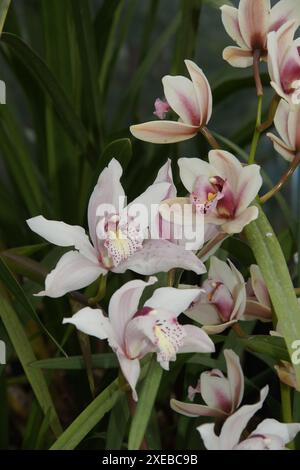 Cymbidium Stockfoto