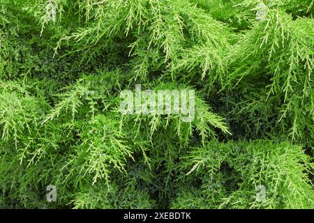 Üppiger Nadelbaum immergrüner Zierstrauch im Landschaftsdesign eines öffentlichen Parks. Stockfoto