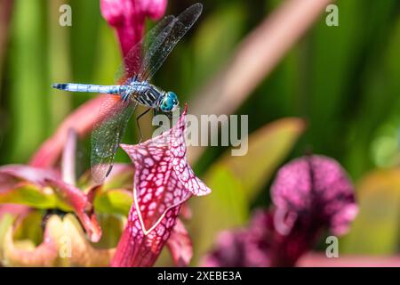 Wunderschöne blaue Dasher (Pachydiplax longipennis) Libelle auf einer farbenfrohen Kannenpflanze im State Botanical Garden of Georgia in Athen, GA. (USA) Stockfoto