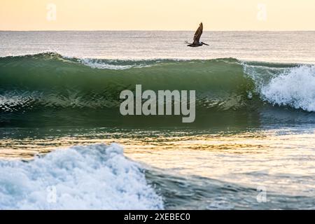 Brauner Pelikan () im Flug über einer brechenden Welle in South Ponte Vedra Beach, Florida, bei Sonnenaufgang. (USA) Stockfoto