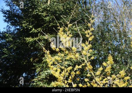 Hamamelis mollis, chinesische Hamamelis Stockfoto