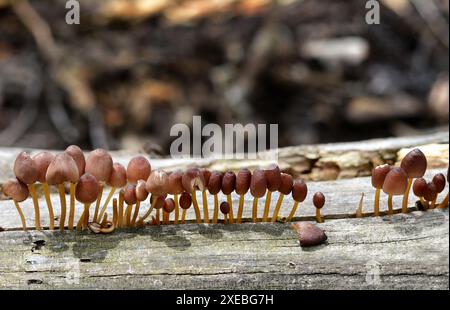 Mycena renati, allgemein bekannt als die schöne Haube, ist eine Pilzart aus der Familie der Mycenaceae. Stockfoto