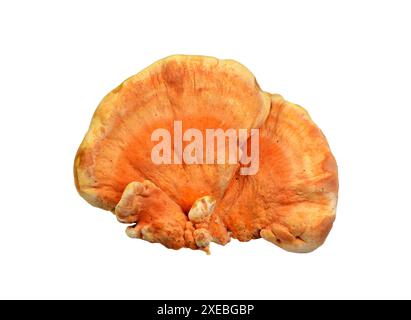 Schwefel Schelfpilz, Laetiporus sulfureus, oder Huhn der Hölzer isoliert auf weiß. Stockfoto