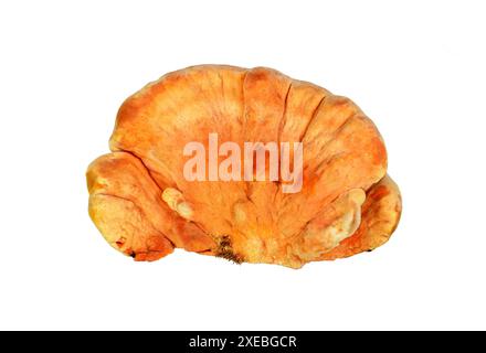 Schwefel Schelfpilz, Laetiporus sulfureus, oder Huhn der Hölzer isoliert auf weiß. Stockfoto