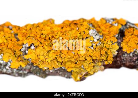 Baumpilz an Baumstämmen. Nahaufnahme schöner Baumpilz Baumstämme Extreme Makroaufnahmen, schöner Pilz im natürlichen Hintergrund Stockfoto