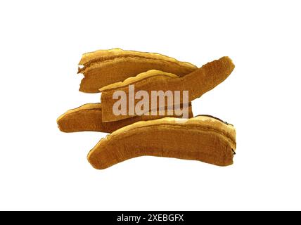 Getrocknete Lingzhi-Pilzscheibe (auch Reishi-Pilz in Japan, Lingcheu in Thailand, Lingzhi-Pilz in China, Ganoderma Lucidum Karst genannt). Stockfoto