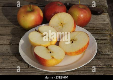 Malus domestica Elstar, Apfel Stockfoto